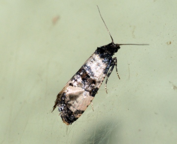 Cochylis atricapitana