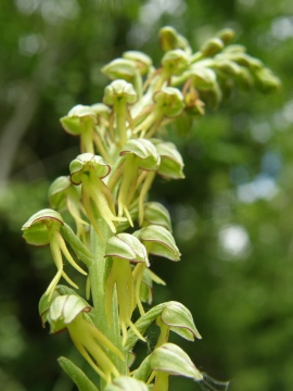 Man orchid