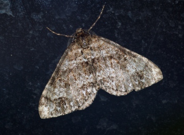 Twin-spot Carpet