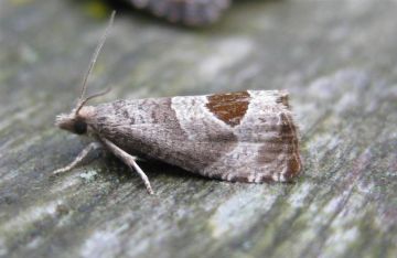 Epiblema uddmanniana.