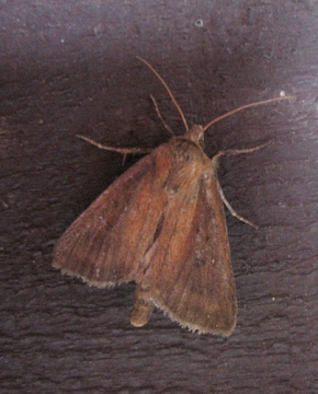 Twin Spotted Wainscot.