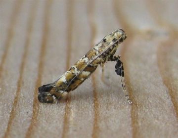 Caloptilia syringella.