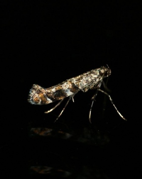 Caloptilia syringella