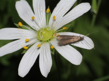 Metriotes lutaria moth on foodplant Greater stitchwort
