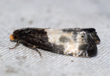 Epiblema cynosbatella