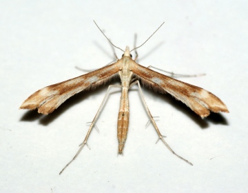 Platyptilia pallidactyla