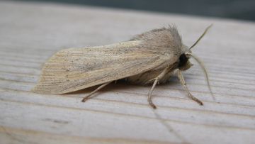 Small Wainscot