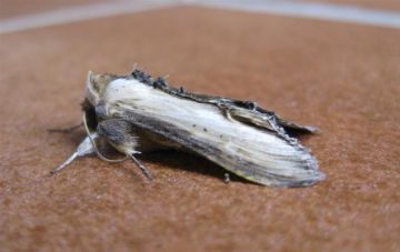 Striped Lychnis
