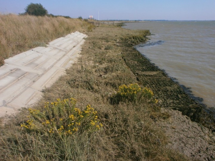 Sea aster survey