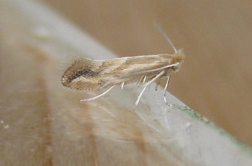 Phyllonorycter salictella viminiella.