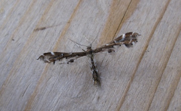 Capperia britanniodactyla