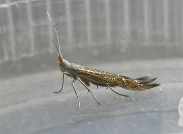 Goniodoma limoniella