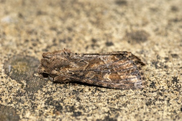 Dark Brocade 2