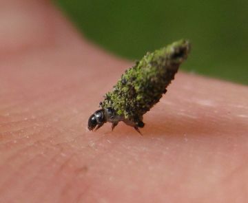 Luffia ferchaultella.