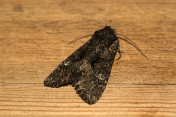 Dark Brocade