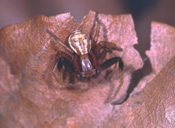 Xysticus erraticus