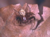 Xysticus erraticus