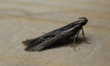 Monochroa palustrella.