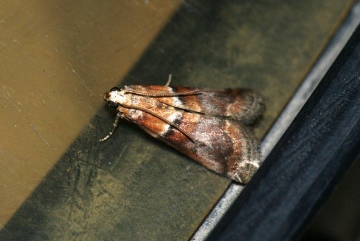Conobathra repandana