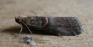Trachycera advenella.