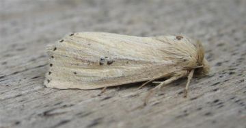 Webbs Wainscot.