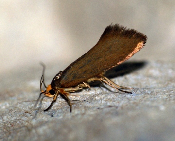 Batia unitella
