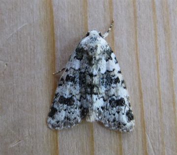 Marbled Beauty.