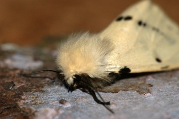 Buff Ermine 3