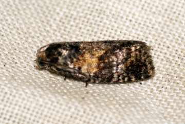 Ptycholomoides aeriferanus