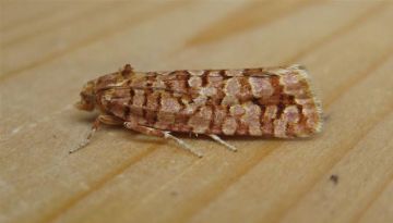 Lozotaeniodes formosanus