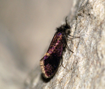 Eriocrania subpurpurella f.fastuosella 3