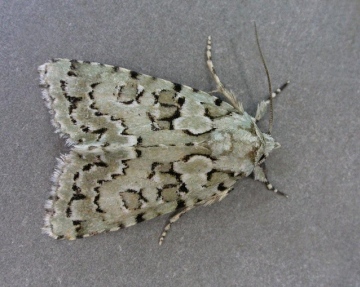 Marbled Green
