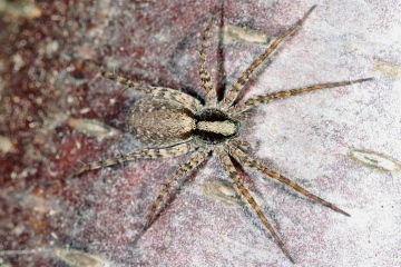 Pardosa amentata - female (1 May 2011)