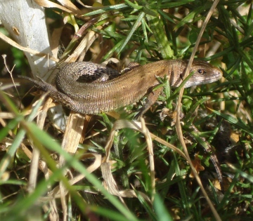 L. vivipara