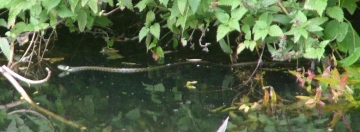 Grass Snake swimming in the river