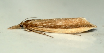 Donacaula mucronellus