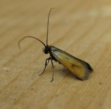 Adela rufimitrella.