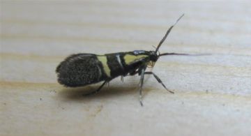 Esperia oliviella.