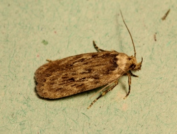 Parsnip Moth Depressaria heraclei