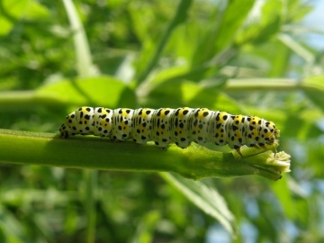 Mullein caterpillar