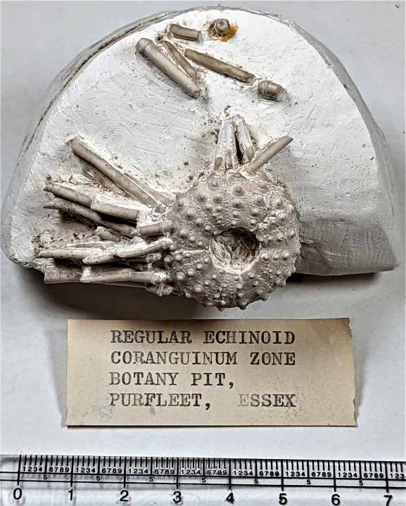 Phymosoma koenigi (Mantell) Sea urchin Copyright: William George