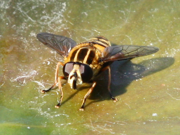 Helophilus pendulus on water lily leaf - showing head Copyright: Colin Humphrey