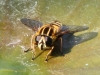 Helophilus pendulus on water lily leaf - showing head