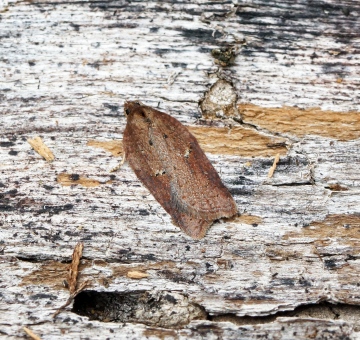 Acleris schalleriana 2 Copyright: Ben Sale