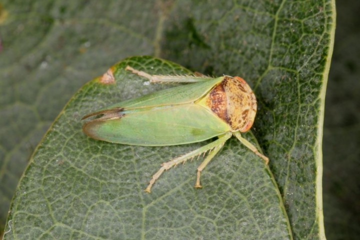 Iassus lanio Copyright: Peter Harvey