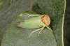 Iassus lanio