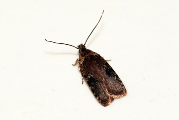 Agonopterix purpurea Copyright: Ben Sale