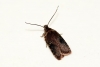 Agonopterix purpurea