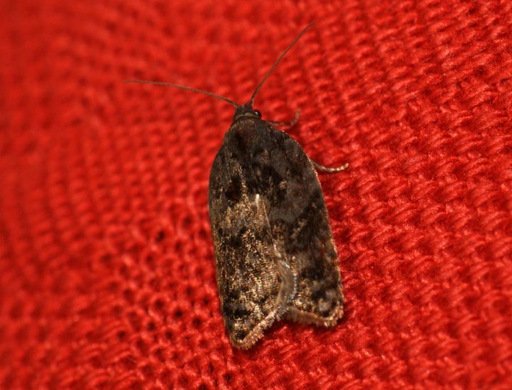 Acleris variegana 2 Copyright: Ben Sale