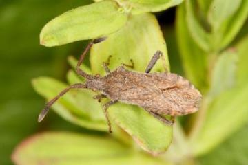 Coriomerus denticulatus Copyright: Peter Harvey